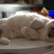 Illustration for article titled Thank Cats Its Friday